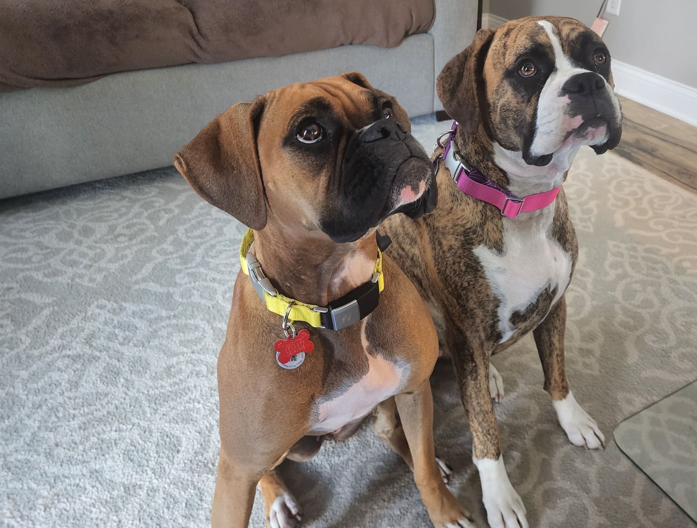 Zelda and Willow